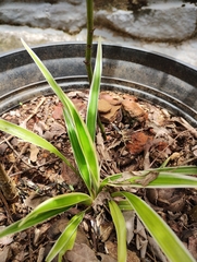 Chlorophytum laxum