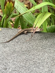 Eutropis