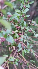 Coprosma quadrifida
