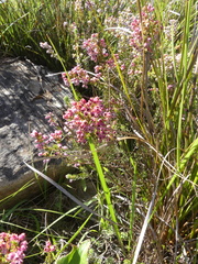 Erica setacea