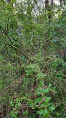 Coprosma quadrifida