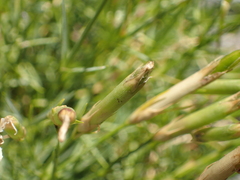Dianthus petraeus