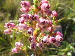 Erica setacea