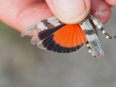 Oedipoda germanica