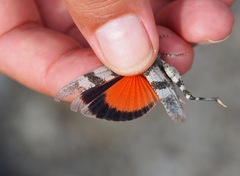 Oedipoda germanica
