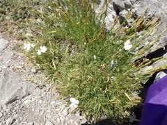 Dianthus petraeus
