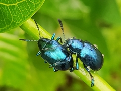 Platycorynus