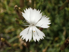 Dianthus petraeus petraeus