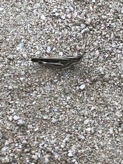 Aiolopus thalassinus tamulus