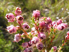 Erica setacea