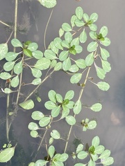 Ludwigia peploides