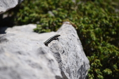 Iberolacerta horvathi