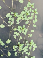 Ludwigia peploides