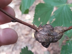 Lasioptera rubi