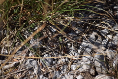 Stenobothrus rubicundulus