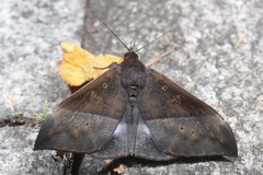 Ischyja manlia