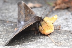 Ischyja manlia