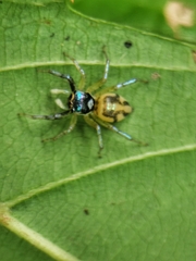 Chrysilla delicata