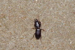 Scarites subterraneus