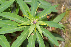Paris polyphylla stenophylla