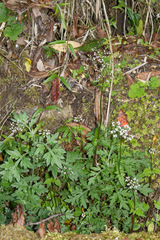 Valeriana flaccidissima