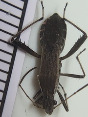 Alydus