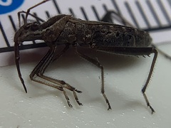 Alydus