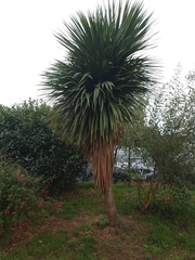 Cordyline australis
