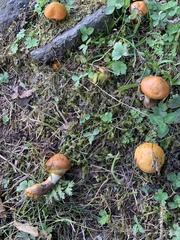 Suillus