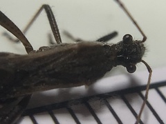Alydus