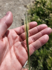 Hordeum jubatum