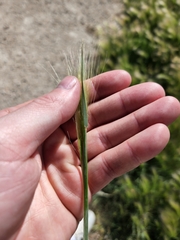 Hordeum jubatum