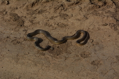 Dolichophis caspius