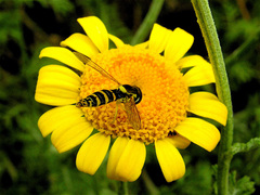 Sphaerophoria scripta