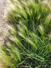 Hordeum jubatum