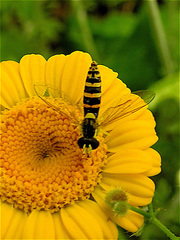 Sphaerophoria scripta