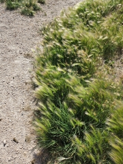 Hordeum jubatum