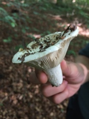 Lactifluus piperatus