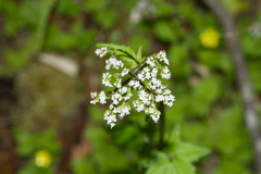 Valeriana flaccidissima