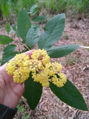 Pomaderris intermedia