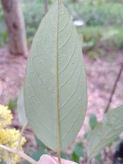 Pomaderris intermedia