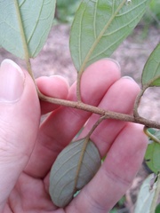 Pomaderris intermedia