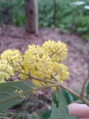 Pomaderris intermedia