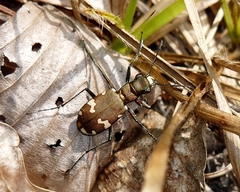 Cicindela sylvicola