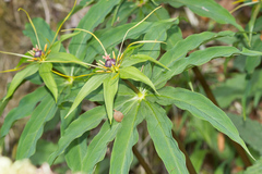 Paris polyphylla stenophylla