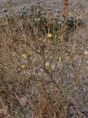 Lactuca viminea