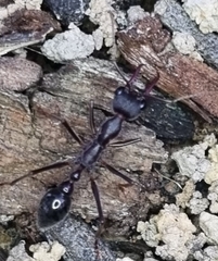 Myrmecia pyriformis