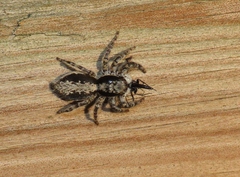 Menemerus taeniatus