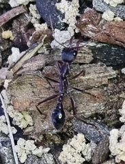 Myrmecia pyriformis