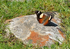 Vanessa itea